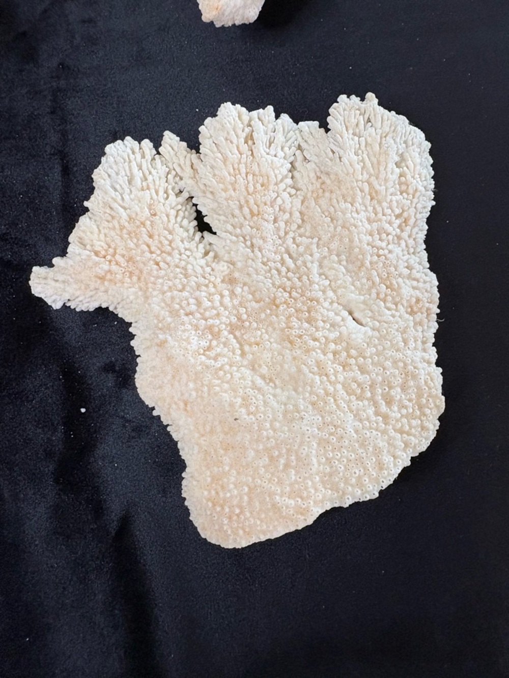 Collectible Natural Starfish and Coral Display - Golden and Cream - Picture 6 of 12